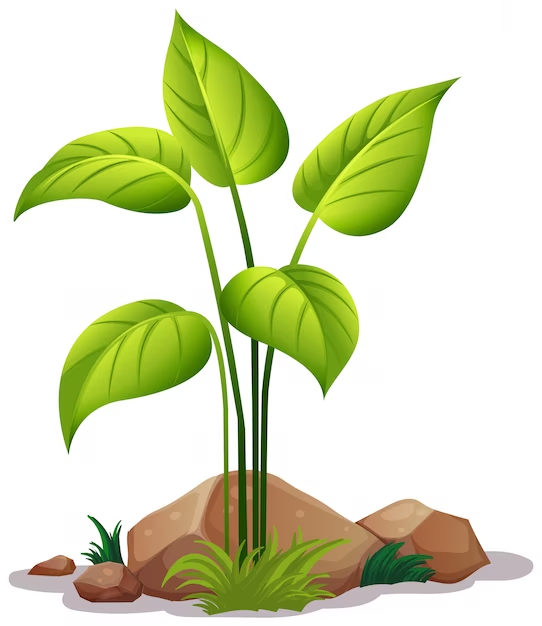 Schöne grüne Pflanze